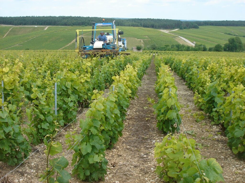 Vignoble-Champagne-Lamoureux-Mary-Les-Riceys-2-1024×768