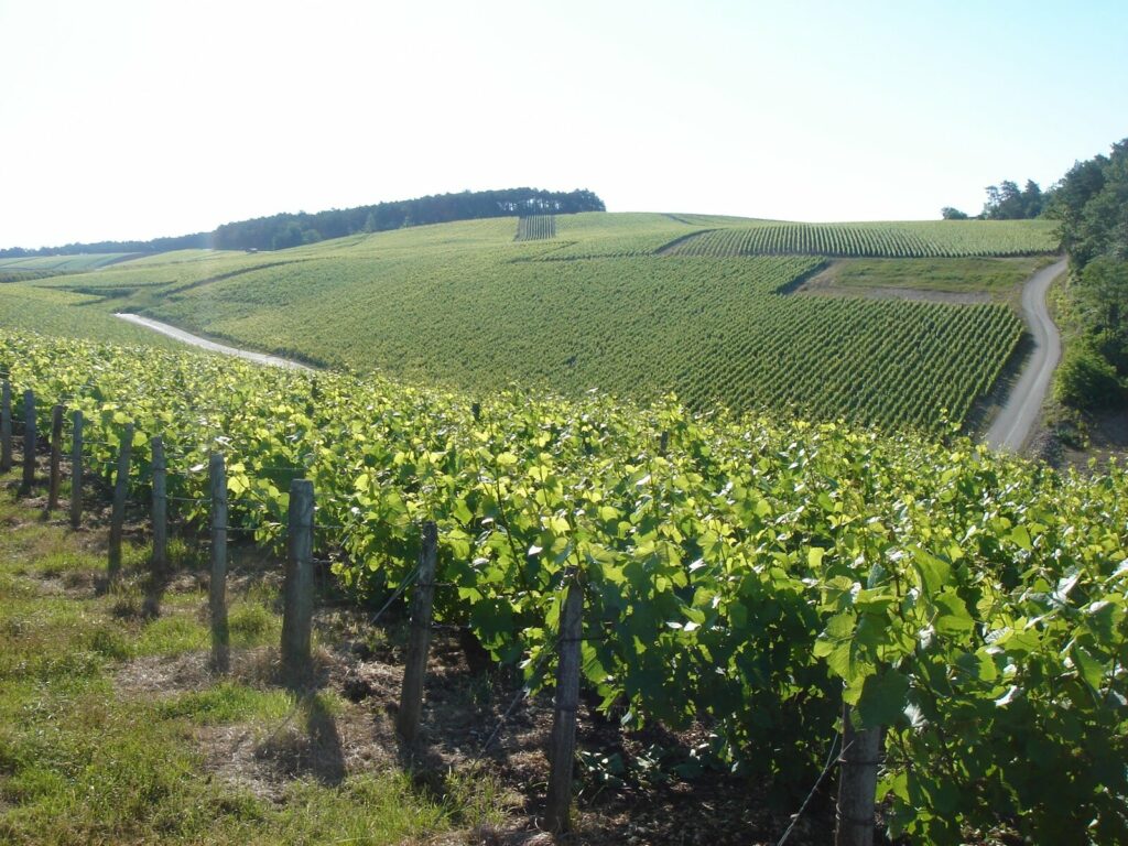 Vignoble-Champagne-Lamoureux-Mary-Les-Riceys-3-1024×768